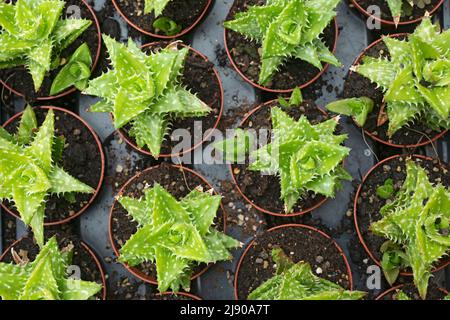 Vista ad angolo alto di Aloe Squarrosa in vaso nel mercato Foto Stock