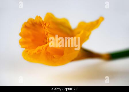 Fiore di narcischi gialli (daffodil) fiore, primavera, primo piano su sfondo bianco. Foto Stock