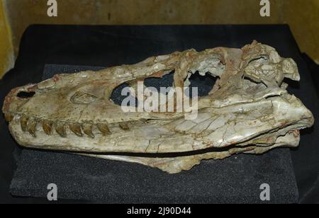 Reale scottatura di Tarbosaurus dinosauro baatar trovato in Mongolia Gobi deserto Foto Stock