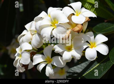 Molti fiori di plumeria bianca in primo piano Foto Stock