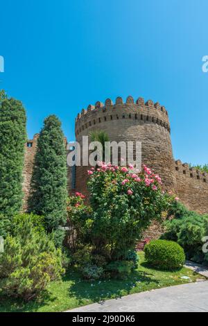 Splendidi cespugli di rose rosa nel parco della città di Baku Foto Stock