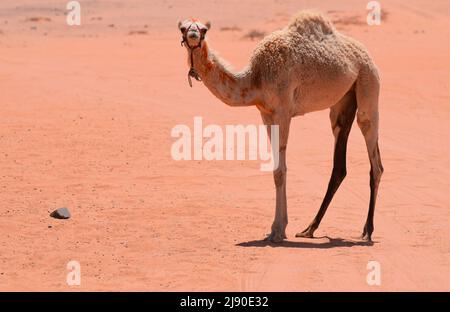 Un piccolo vitello di cammello nel deserto di Wadi Rum in Giordania Foto Stock