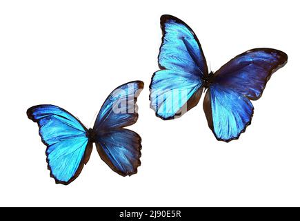 Morpho anaxibia e papilio galienus farfalle su sfondo bianco Foto Stock