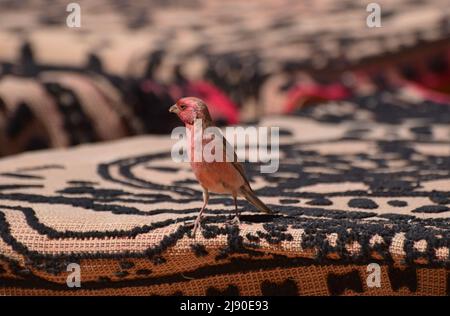 Un uccello maschio del Sinai Rosefinch in piedi su un tappeto arabo ornato in un accampamento nel deserto a Wadi Rum. Il Sinai Rosefinch è l'uccello nazionale della Giordania Foto Stock