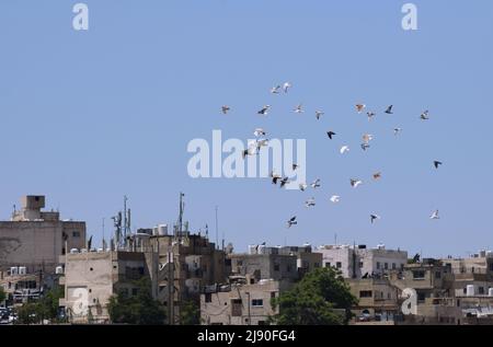Un gregge di piccioni che volano nei cieli azzurri e limpidi sopra le cime del tetto della città di Amman Foto Stock