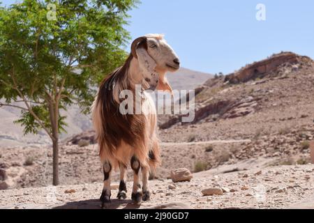 Una lunga capra marrone e bianca con capelli che si erge su una roccia in Medio Oriente Foto Stock