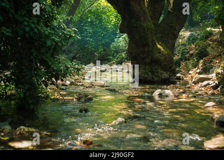 Ruscello nella montagna di Ida (Kazdagi). Fiume e grande radice di albero. Edremit, Balikesir, Turchia. Foto Stock