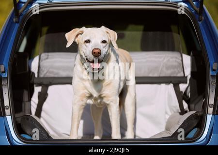 Cane che gode di viaggio su strada. Felice labrador ritrovato in piedi nel bagagliaio dell'auto. Foto Stock