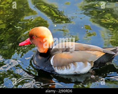 Un Pochard maschio a cresta rossa, Netta Rufina, che nuota sul lago tranquillo nel sud dell'Inghilterra Foto Stock