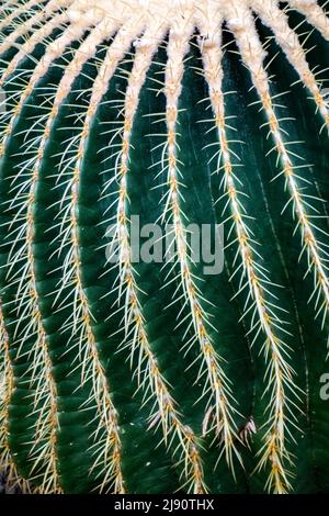 Particolare di Golden Barrel Cactus, Echinocactus grusonii, pianta desertica originaria del Messico Foto Stock