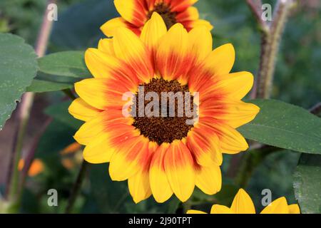 Giallo e arancio Bi-Color Girasole in un Giardino estivo Foto Stock