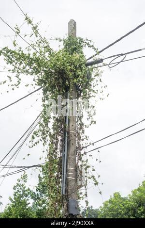 coperchio della pianta di vite di ivy del superriduttore su telefono o palo di filo elettrico, sfondo bianco Foto Stock