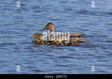 Madre anatra mallardo Anas platyrhynchos con cinque anatroccoli che nuotano a Springtime Foto Stock