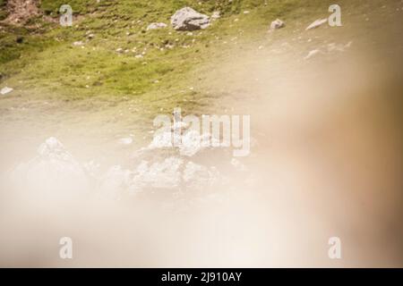 Marmotta nel suo habitat naturale a Leutasch vicino Seefeld in Tirolo Foto Stock