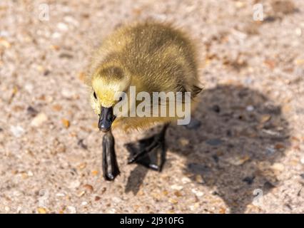 Canadian Goose Gosling (Branta canadensis) Walking, St. Albans Hertfordshire Regno Unito Foto Stock