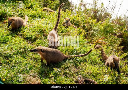 Coati ia un animale molto comune intorno al posto di parcheggio al punto di vista di Serra do Rio do Rastro, Santa Catarina, Brasile Foto Stock