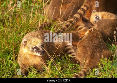 Coati ia un animale molto comune intorno al posto di parcheggio al punto di vista di Serra do Rio do Rastro, Santa Catarina, Brasile Foto Stock