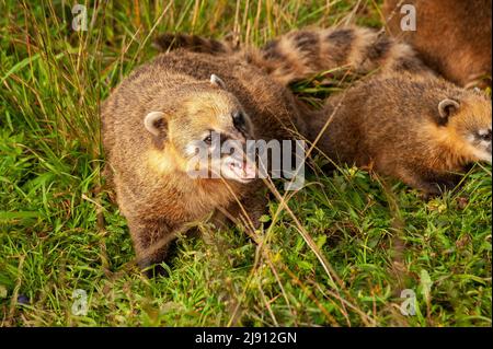 Coati ia un animale molto comune intorno al posto di parcheggio al punto di vista di Serra do Rio do Rastro, Santa Catarina, Brasile Foto Stock