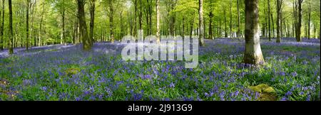 Legno di Bluebell nella luce solare di primavera di mattina, Newbury, Berkshire occidentale, Inghilterra, Regno Unito, Europa Foto Stock