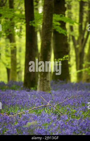 Legno di Bluebell in primavera mattina, Newbury, West Berkshire, Inghilterra, Regno Unito, Europa Foto Stock