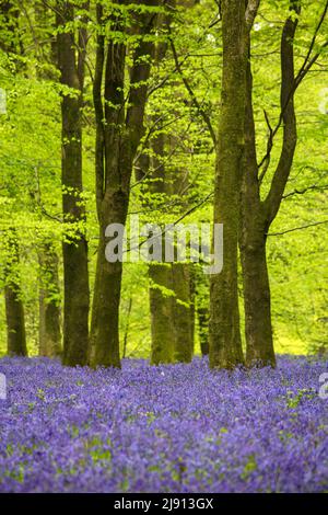 Legno di Bluebell in primavera mattina, Newbury, West Berkshire, Inghilterra, Regno Unito, Europa Foto Stock