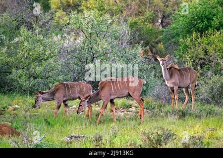 Tre femmine di kudu maggiore (Tragelaphus strepsiceros) nel Parco Nazionale della montagna Zebra, Capo Orientale, Sudafrica Foto Stock