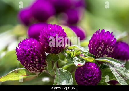 Fiori del Globe Amaranth (Gomphrena globosa) Foto Stock