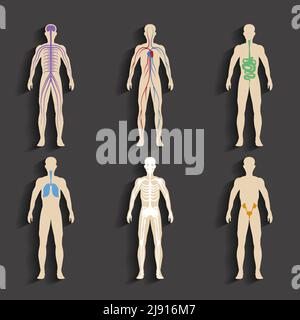 Insieme di organi umani e i sistemi del corpo vitalità. Illustrazione Vettoriale Illustrazione Vettoriale
