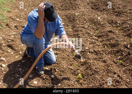 Coltivatore in un campo vegetale disperato perché è stato lasciato senza acqua per irrigazione a causa della siccità Foto Stock