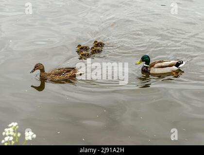 Famiglia Mallard Duck sul Tamigi a Hurley Riverfront, Berkshire Foto Stock