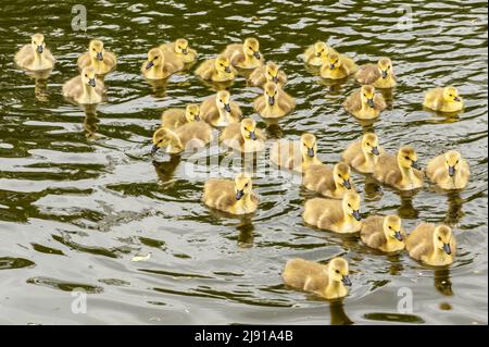 Canada Goose goings nuotare nel Tamigi Foto Stock