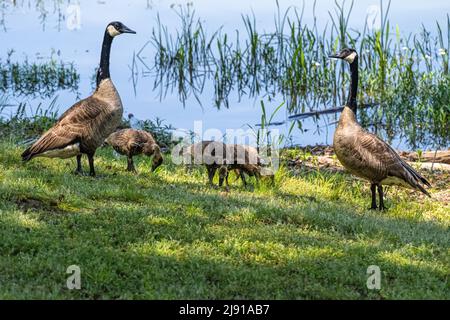 Le oche canadesi (Branta canadensis) si accoppiano con i passerelle lungo la costa del lago Dardanelle a Russellville, Arkansas. (USA) Foto Stock