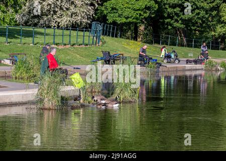 Northampton Regno Unito. 19th maggio 2022. Il club di pesca di Abington ha una partita serale tra le 6pm e le 9pm. Sul lago di Abington Park, con bel sole. Credit: Keith J Smith./Alamy Live News. Foto Stock