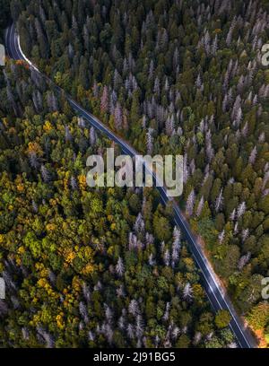 Veduta aerea della strada curvilinea che passa attraverso la foresta verde, vista dall'alto Foto Stock