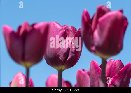 Julianadorp, Paesi Bassi, aprile 2022. Tulipani rosa fioriti dalla prospettiva bassa. Foto di alta qualità. Primo piano. Foto Stock