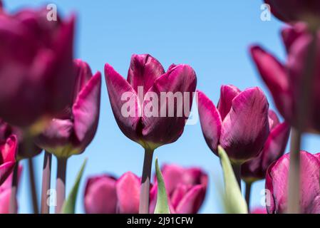 Julianadorp, Paesi Bassi, aprile 2022. Tulipani rosa fioriti dalla prospettiva bassa. Foto di alta qualità. Primo piano. Foto Stock