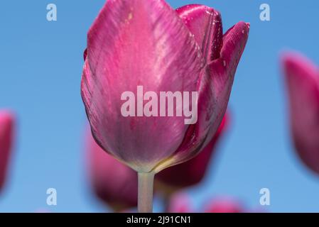 Julianadorp, Paesi Bassi, aprile 2022. Tulipani rosa fioriti dalla prospettiva bassa. Foto di alta qualità. Primo piano. Foto Stock