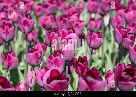 Julianadorp, Paesi Bassi, aprile 2022. Tulipani rosa fioriti dalla prospettiva bassa. Foto di alta qualità. Primo piano. Foto Stock