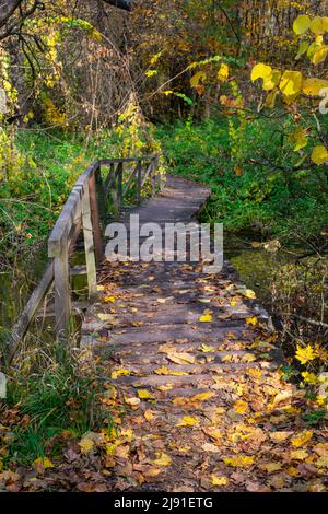 Caduta foglie d'autunno su un ponte di legno nella foresta. Vecchia passerella in legno attraverso un ruscello nella foresta d'autunno. Foto Stock