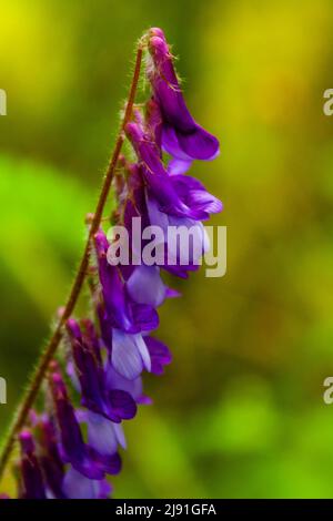 Inverno vetch fiori, Vicia villosa Foto Stock