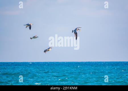 Quattro gabbiani di mare nel cielo azzurro chiaro. Il grande gabbiano nero-backed, Larus marinus, volando in cielo blu chiaro sfondo, Foto Stock