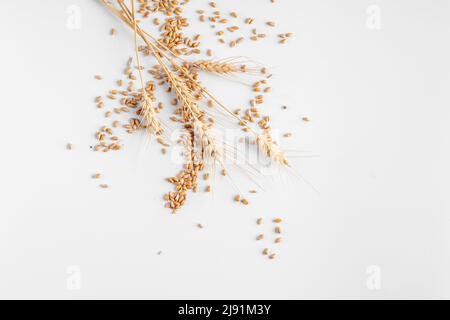 Spikelets di grano su sfondo bianco Foto Stock