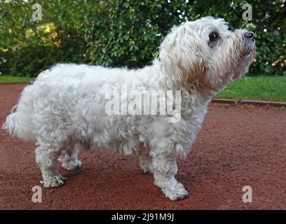 Un piccolo cane bianco che ascolta. È insicuro che cosa dovrebbe fare. È un cane da grembo. Foto Stock