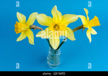 fiori gialli di daffodil su sfondo blu. Fiori di primavera freschi Foto Stock