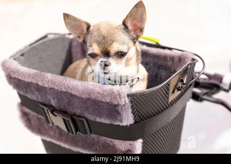 il cane siede nel cesto della bicicletta e si guarda intorno. pet.chihuahua Foto Stock