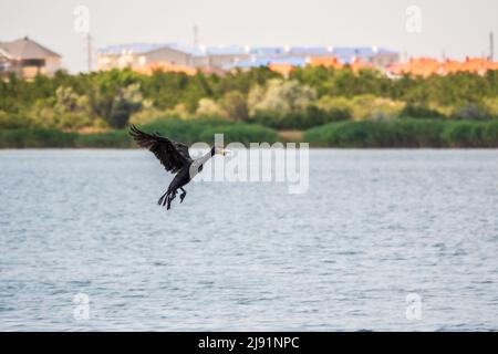 Cormorano nero che sorvola il mare. Il grande cormorano, Phalacrocorax carbo, conosciuto come il grande cormorano nero, o lo shag nero. Foto Stock