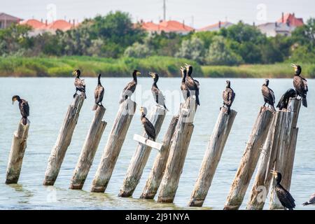 Un gregge di cormorani si trova su un vecchio molo di mare. Il grande cormorano, Phalacrocorax carbo, conosciuto come il grande cormorano nero, o lo shag nero. Foto Stock