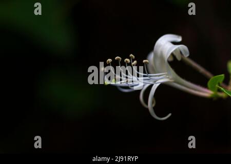 Lonicera japonica - Wild Japanese Honeysuckle fiori in fiore in primavera Foto Stock