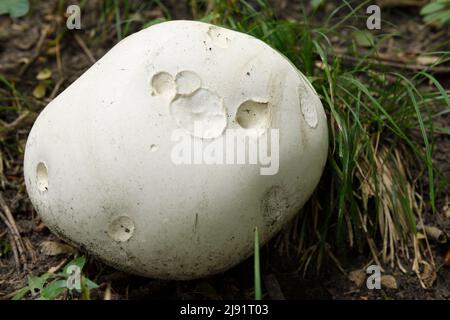 Grande 11 pollici di diametro bianco gigante palla di palla Calvatia Gigantea che cresce sul pavimento della foresta in autunno Foto Stock