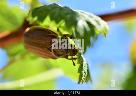 Un coleottero può sedere sotto una foglia di lampone Foto Stock